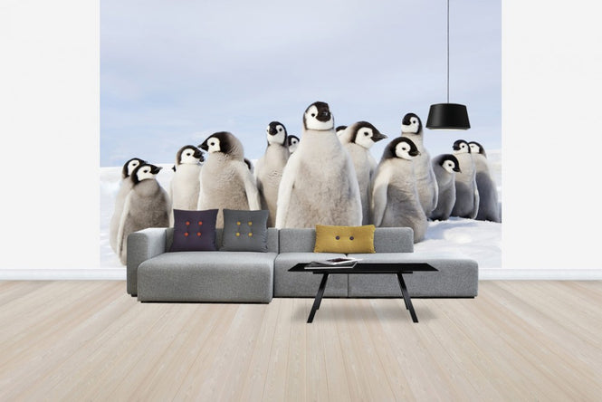 PHOTOWALL / Group of Emperor Penguin Chicks (e24653)