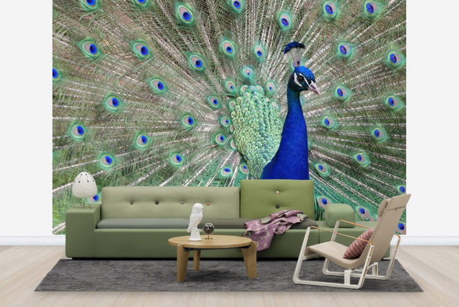 PHOTOWALL / Peacock Showing off (e24735)