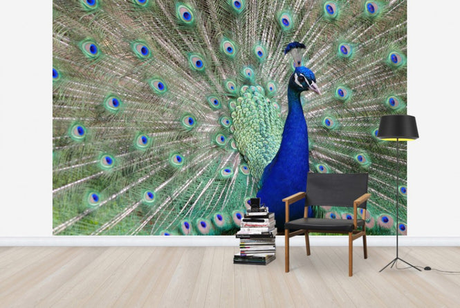 PHOTOWALL / Peacock Showing off (e24735)