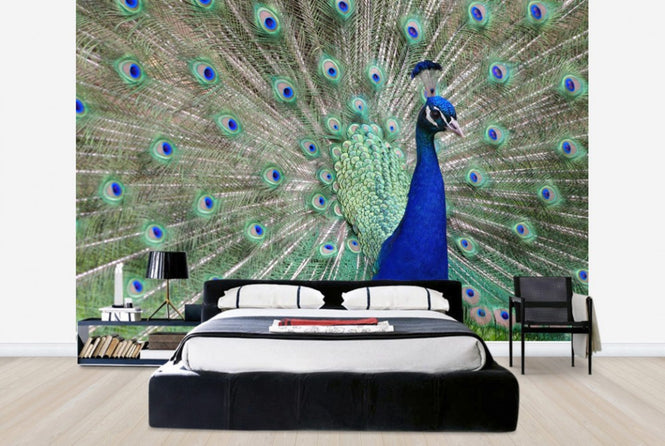 PHOTOWALL / Peacock Showing off (e24735)