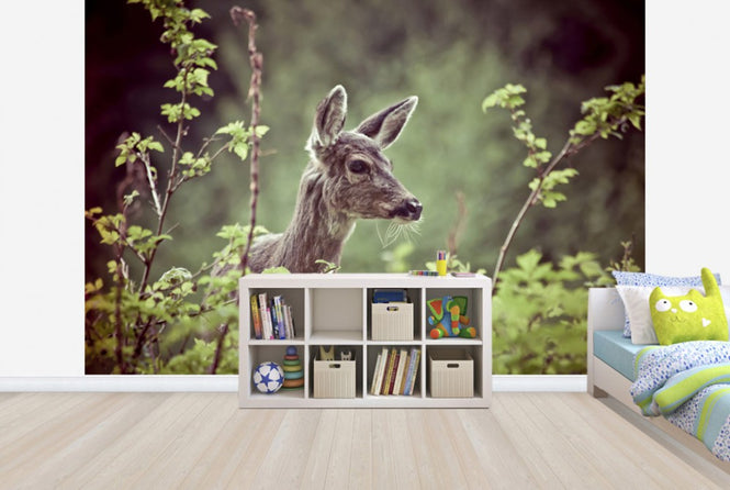 PHOTOWALL / Deer in Forest (e24746)