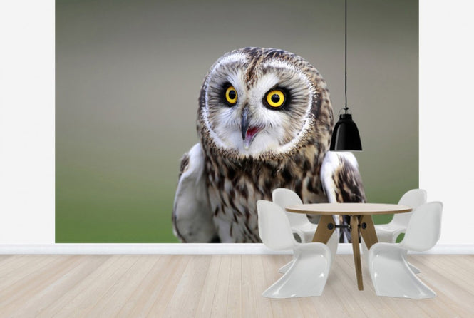 PHOTOWALL / Short-Eared Owl (e24747)