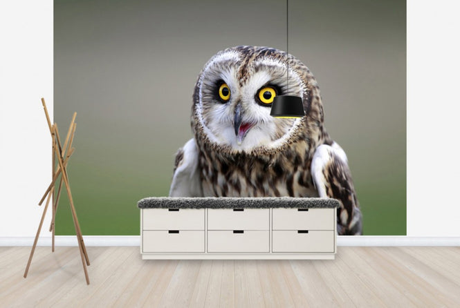 PHOTOWALL / Short-Eared Owl (e24747)