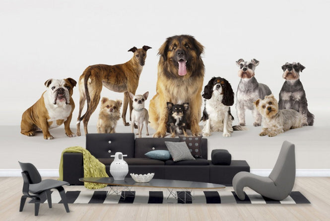 PHOTOWALL / Group Portrait of Dogs (e24762)