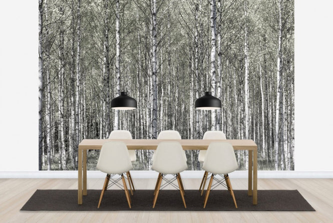 PHOTOWALL / Spring Birch Forest (e25109)