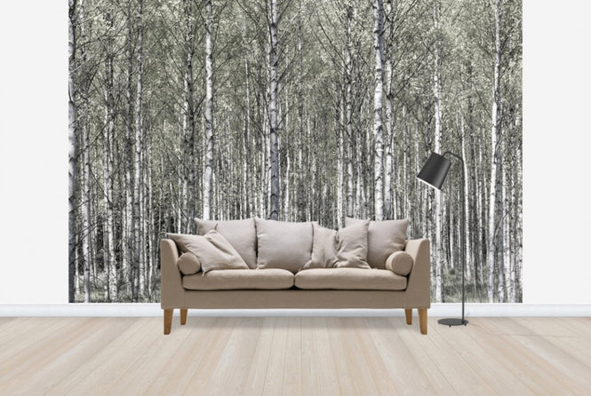 PHOTOWALL / Spring Birch Forest (e25109)