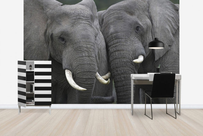 PHOTOWALL / Friendly Elephants (e29609)