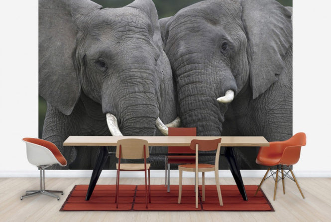 PHOTOWALL / Friendly Elephants (e29609)