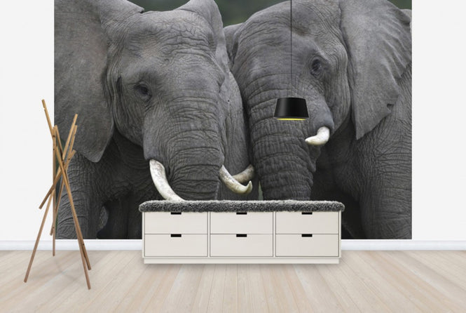 PHOTOWALL / Friendly Elephants (e29609)