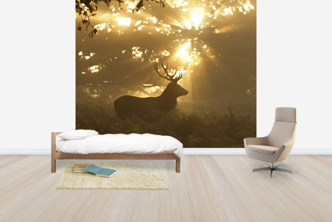 PHOTOWALL / Ghost of the Forest (e29627)