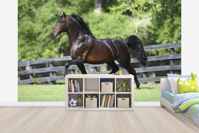 PHOTOWALL / Brown Horse in Paddock (e29577)