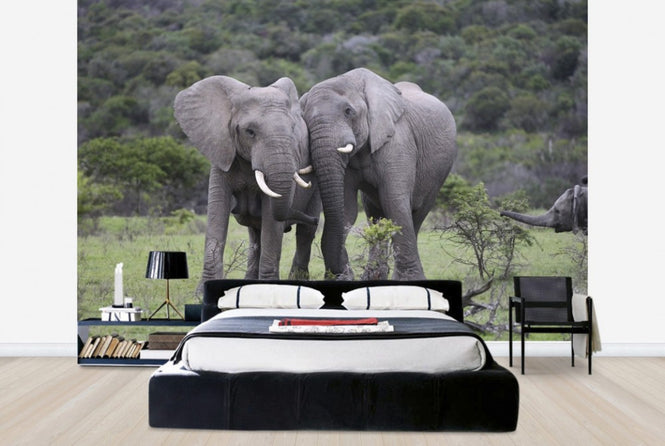 PHOTOWALL / Cuddling Elephants (e29578)
