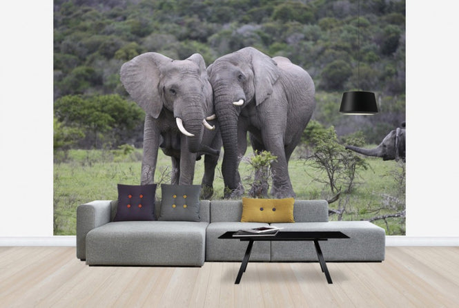 PHOTOWALL / Cuddling Elephants (e29578)