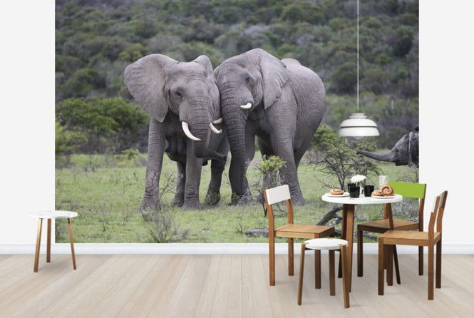 PHOTOWALL / Cuddling Elephants (e29578)