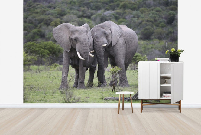 PHOTOWALL / Cuddling Elephants (e29578)