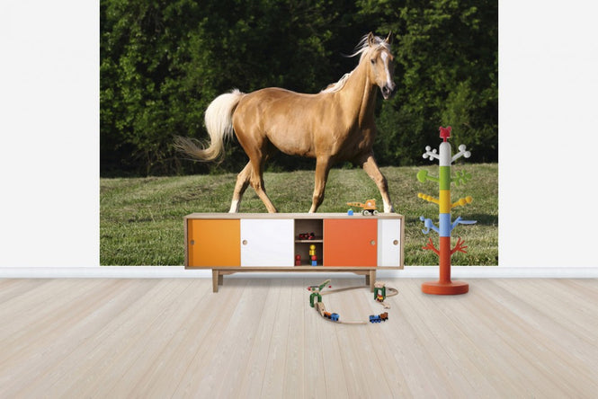 PHOTOWALL / Chestnut Quarter Horse (e29732)