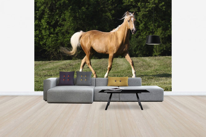 PHOTOWALL / Chestnut Quarter Horse (e29732)