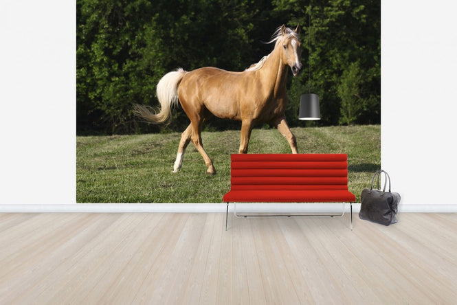 PHOTOWALL / Chestnut Quarter Horse (e29732)