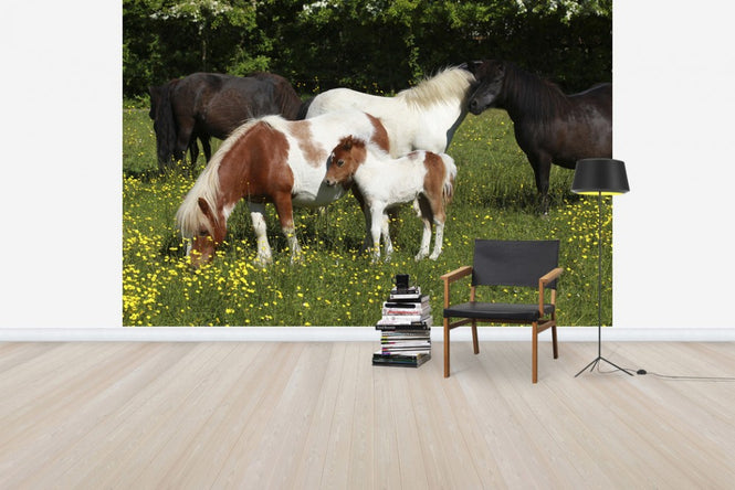 PHOTOWALL / Shetland Ponies (e29736)