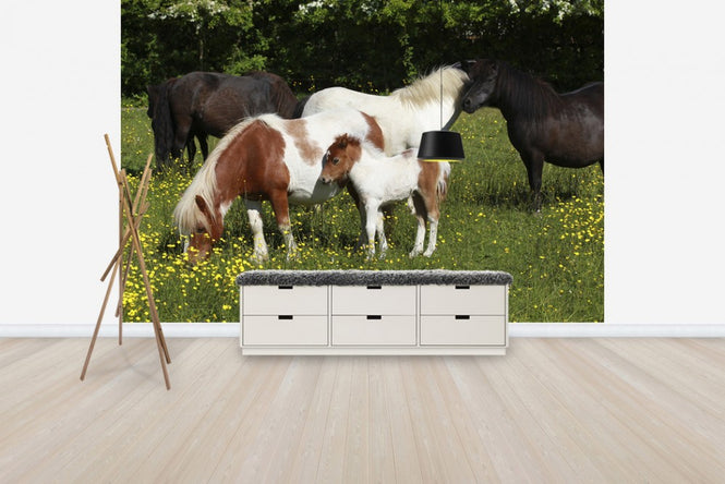 PHOTOWALL / Shetland Ponies (e29736)