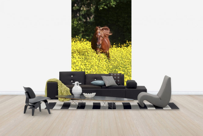 PHOTOWALL / Shetland Pony Running Through Buttercups (e29740)