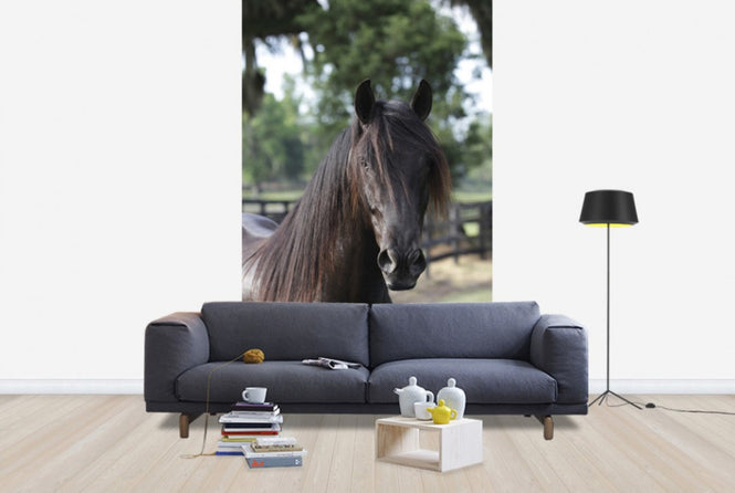 PHOTOWALL / Andalusian Horse Close up (e29762)