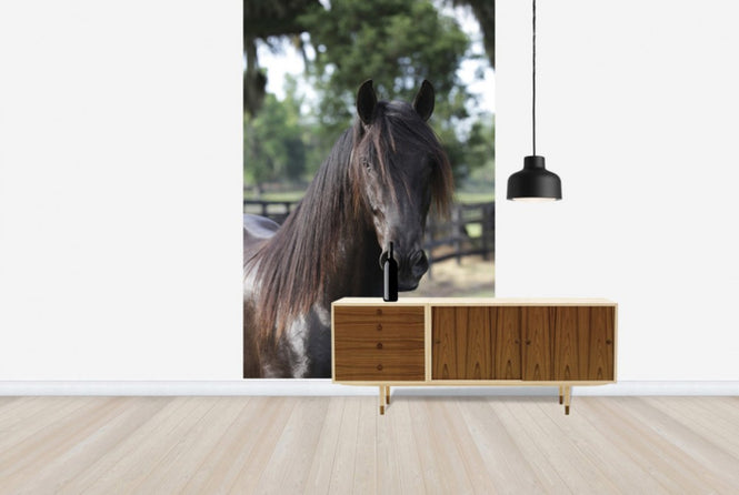 PHOTOWALL / Andalusian Horse Close up (e29762)