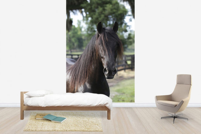 PHOTOWALL / Andalusian Horse Close up (e29762)