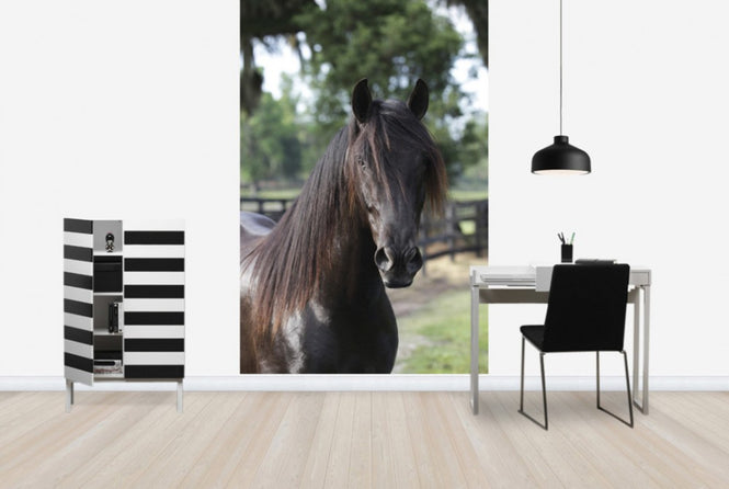 PHOTOWALL / Andalusian Horse Close up (e29762)