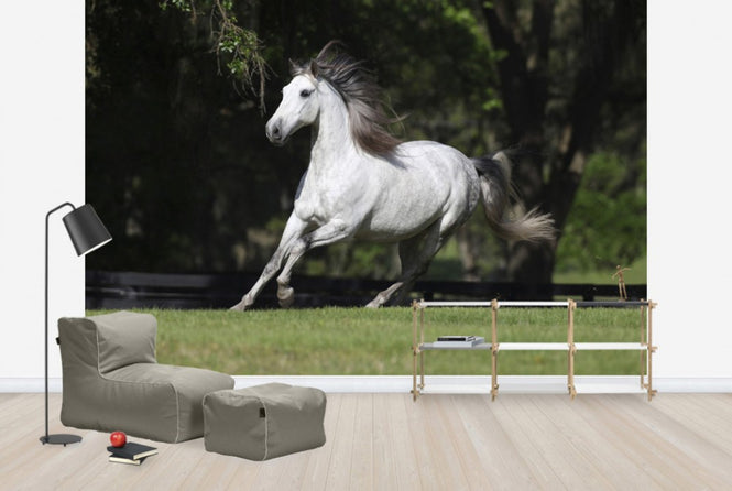 PHOTOWALL / White Andalusian (e29764)