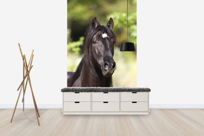 PHOTOWALL / Andalusian with Star (e29770)