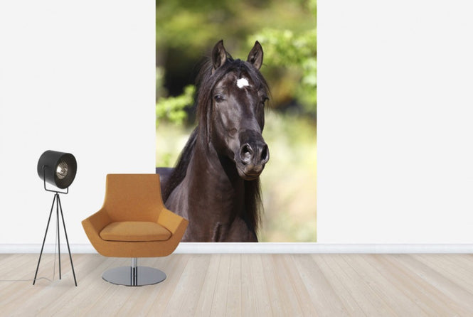 PHOTOWALL / Andalusian with Star (e29770)