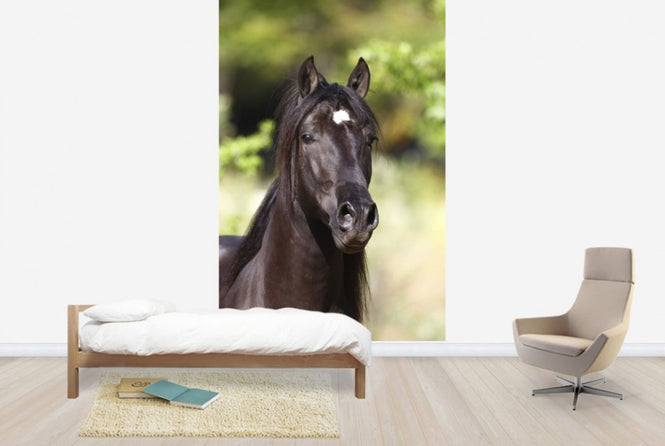 PHOTOWALL / Andalusian with Star (e29770)