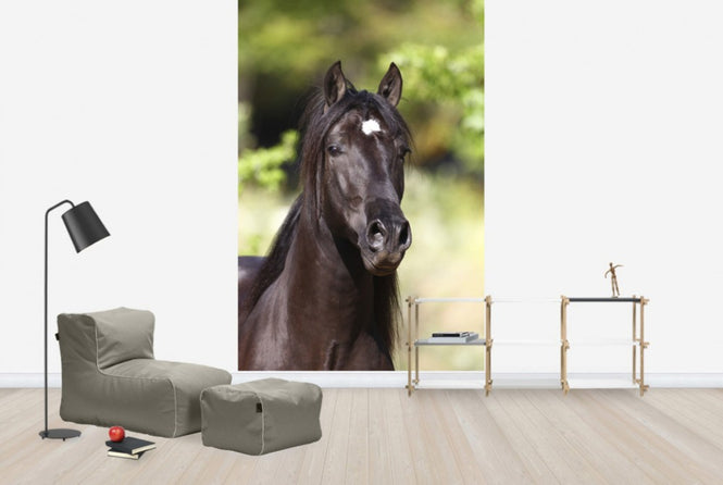 PHOTOWALL / Andalusian with Star (e29770)