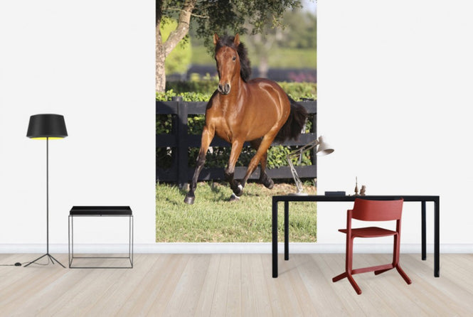 PHOTOWALL / Chestnut Andalusian (e29771)