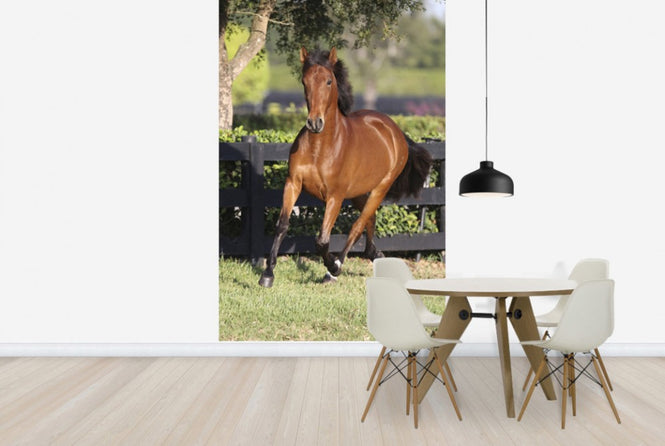 PHOTOWALL / Chestnut Andalusian (e29771)