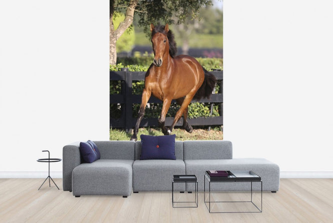 PHOTOWALL / Chestnut Andalusian (e29771)
