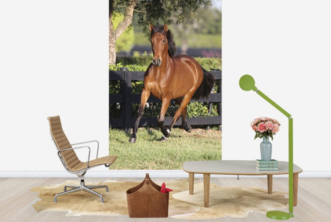 PHOTOWALL / Chestnut Andalusian (e29771)