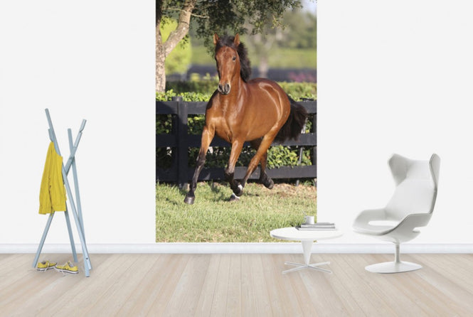 PHOTOWALL / Chestnut Andalusian (e29771)