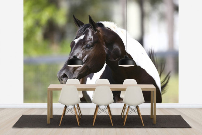 PHOTOWALL / White and Brown Horse (e29824)