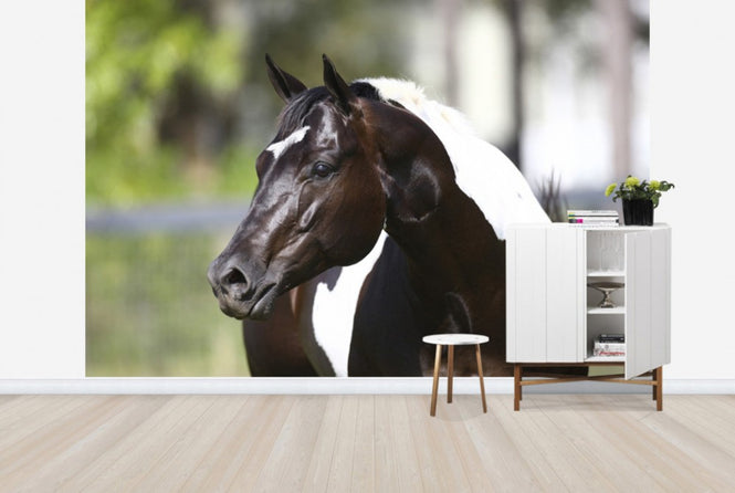 PHOTOWALL / White and Brown Horse (e29824)