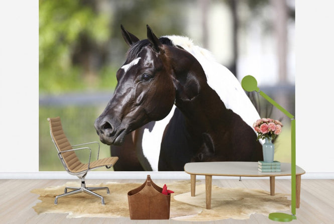 PHOTOWALL / White and Brown Horse (e29824)