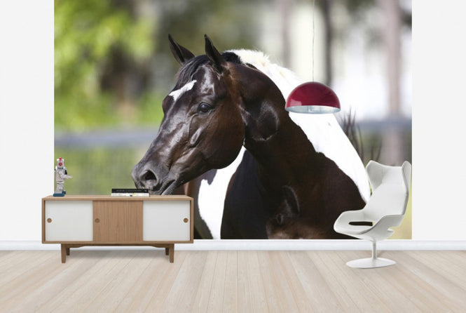 PHOTOWALL / White and Brown Horse (e29824)