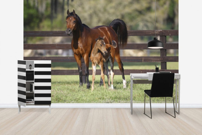 PHOTOWALL / Chestnut Hennessy Arabian with Foal (e29841)