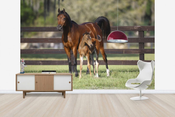 PHOTOWALL / Chestnut Hennessy Arabian with Foal (e29841)