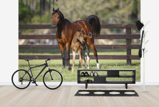 PHOTOWALL / Chestnut Hennessy Arabian with Foal (e29841)