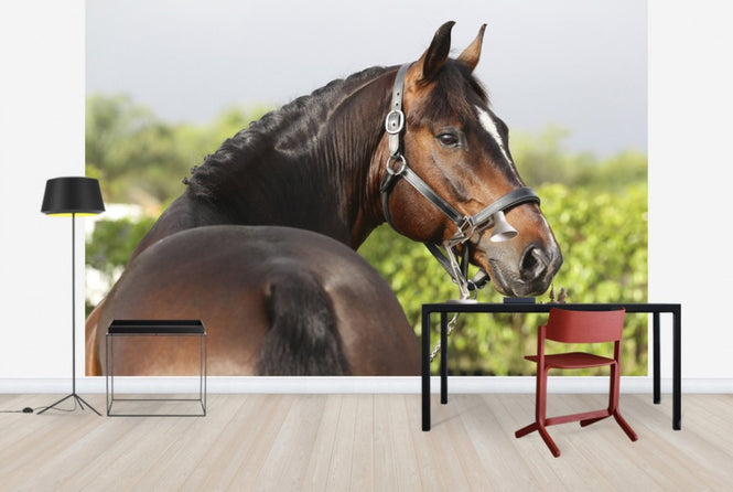 PHOTOWALL / Brown Oldenburg Horse (e29847)