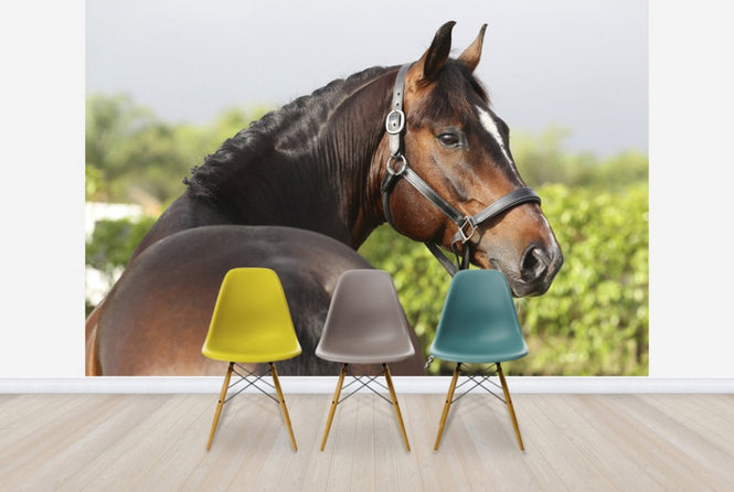 PHOTOWALL / Brown Oldenburg Horse (e29847)
