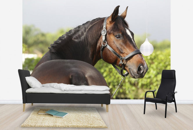 PHOTOWALL / Brown Oldenburg Horse (e29847)