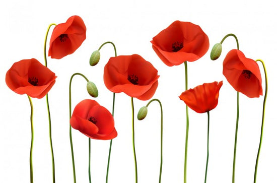 PHOTOWALL / Red Poppies (e25829)